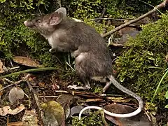 Rat de StümpkeHyorhinomys stuempkeiMuridae