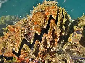 Spécimen à très faible profondeur à Mayotte