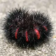 Chenille en position défensive.