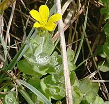 Millepertuis des marais(Hypericum elodes)