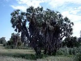 photographie d'un palmier