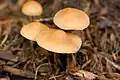 Hypholoma ericaeoides