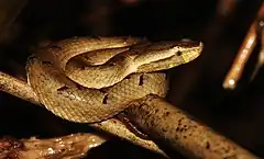 Description de l'image Hypnale nepa is a venomous pitviper species endemic to Sri Lanka.jpg.