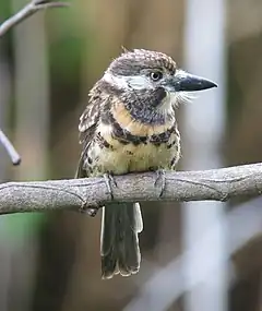 Description de l'image Hypnelus ruficollis bicinctus Bobo punteado Two-banded Puffbird (15709261023).jpg.