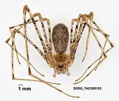 Description de l'image Hypochilus coylei Platnick, 1987 (SDSU TAC000183).jpg.