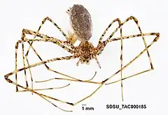Description de l'image Hypochilus sheari Platnick, 1987 (SDSU TAC000185).jpg.
