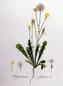 Description de l'image Hypochoeris glabra — Flora Batava — Volume v8.jpg.