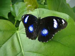 Photo d'un papillon noir à tâches bleues posé sur une feuille