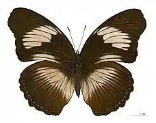 Hypolimnas monteironis ♀