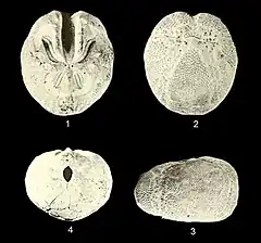 Hypselaster dolosus.