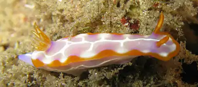 Description de l'image Hypselodoris iacula.jpg.