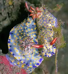 Description de l'image Hypselodoris infucata.jpg.