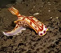 Hypselodoris kaname