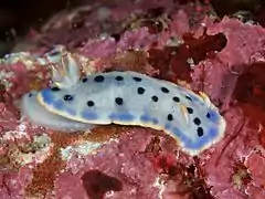 Hypselodoris placida