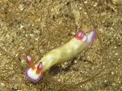 Hypselodoris violabranchia