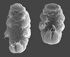 Hypsibius dujardini, un tardigrade