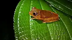 Description de l'image Hypsiboas Diabolicus.jpg.