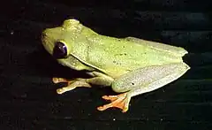 Description de l'image Hypsiboas albomarginatus01.jpg.