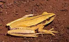 Description de l'image Hypsiboas albopunctatus.jpg.