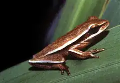 Description de l'image Hypsiboas caingua.jpg.