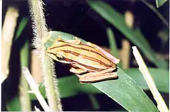 Description de l'image Hypsiboas cipoensis01.jpg.