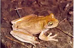 Description de l'image Hypsiboas crepitans01.jpg.