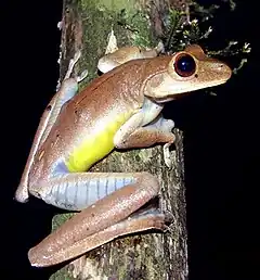 Description de l'image Hypsiboas faber01b.jpg.