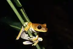 Description de l'image Hypsiboas fasciatus03.jpg.