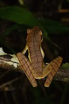 Description de l'image Hypsiboas lanciformis (14339824060).jpg.