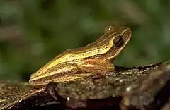 Description de l'image Hypsiboas leptolineatus.jpg.