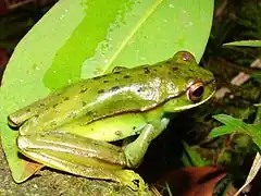 Description de l'image Hypsiboas marginatus02.jpg.