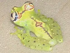 Description de l'image Hypsiboas ornatissimus.jpg.