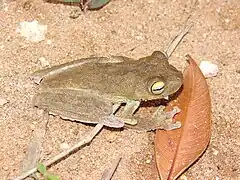 Description de l'image Hypsiboas pardalis.jpg.