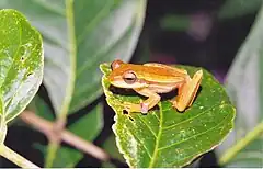 Description de l'image Hypsiboas polytaenius02.jpg.