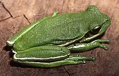 Description de l'image Hypsiboas prasinus01.jpg.