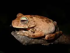 Description de l'image Hypsiboas pugnax02.jpg.