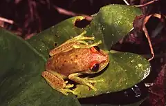 Description de l'image Hypsiboas punctatus01a.jpg.