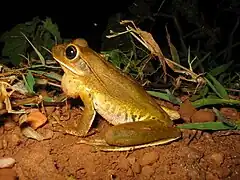 Description de l'image Hypsiboas raniceps01a.jpg.