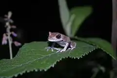 Description de l'image Hypsiboas semilineatus (Jovem).jpg.