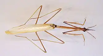 Hypsicorypha gracilis