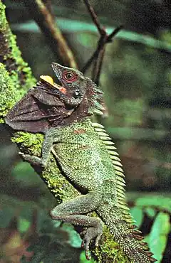 Hypsilurus dilophus.