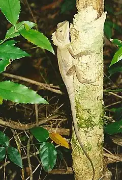 Description de l'image Hypsilurus spinipes - Southern Angle Headed Dragon - Boorganna Nature Reserve.jpg.