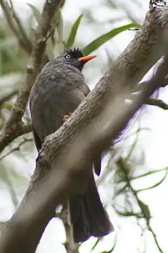 Le Bulbul de Bourbon appelé aussi Merle pays