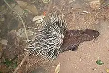  Animal vu du dessus avec l'arrière plein de piquants dressés