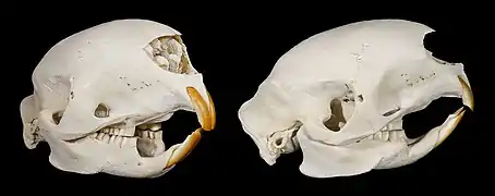 Crâne d’Hystrix cristata – Muséum de Toulouse