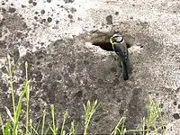 Photo d'une mésange à l'entrée d'une cavité rocheuse, ayant une proie dans son bec.