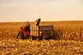 Corn-Picker International Harvester en action en Iowa en 2011 (matériel des années 1950-1960)