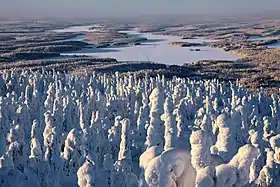 Image illustrative de l’article Iijärvi (Kuusamo)