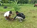 Arbres plantés dans le Campus