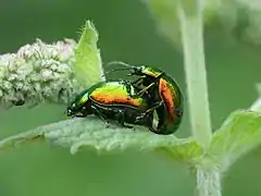 Photo de deux insectes en train de s'accoupler sur une menthe.